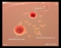 escherichia, klebsiella,pseudomonas